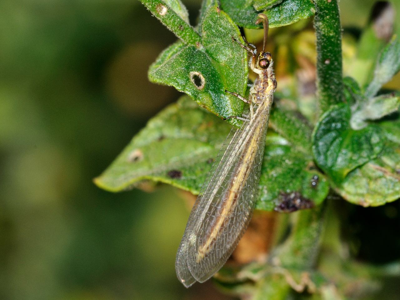 Formicaleone - Macronemurus appendiculatus